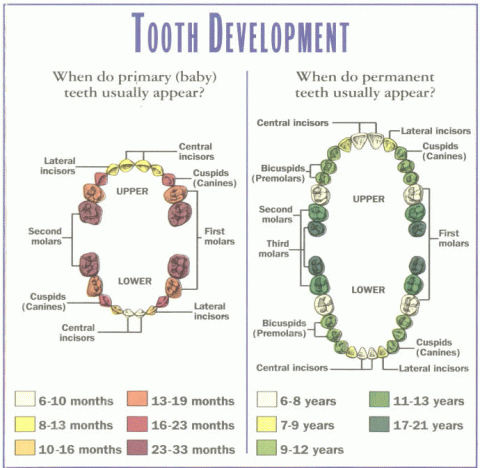 Tooth Development Chart